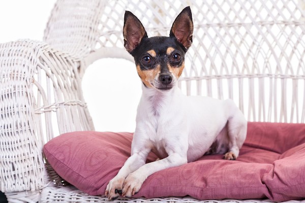 Toy Fox Terrier by Shutterstock.