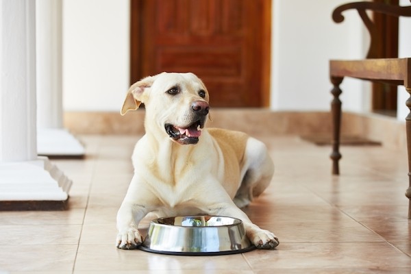 A dog with an empty food bowl.