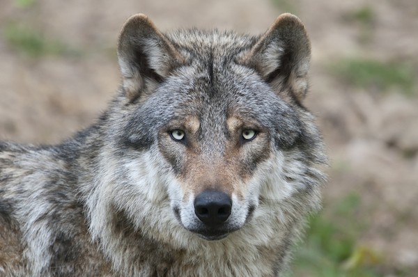 This is a wolf, not a dog. (Wolf by Shutterstock)