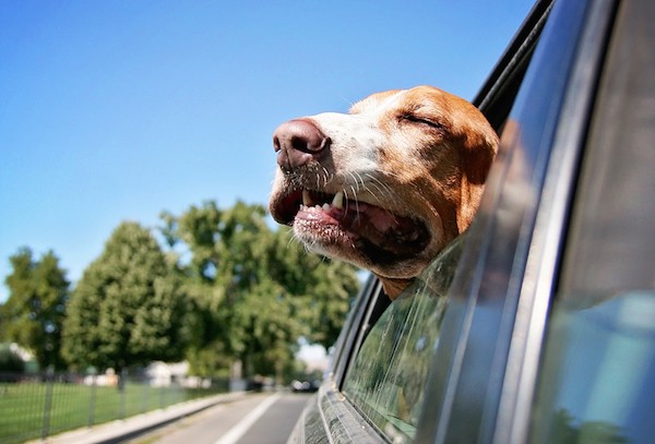 Basset Hound with head out the car window by Shutterstock.
