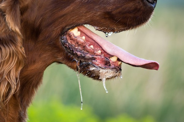 Dog frothing at the mouth by Shutterstock.
