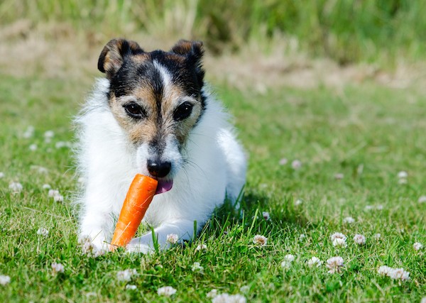 Parson Jack Russell eating a carrot by Shutterstock.