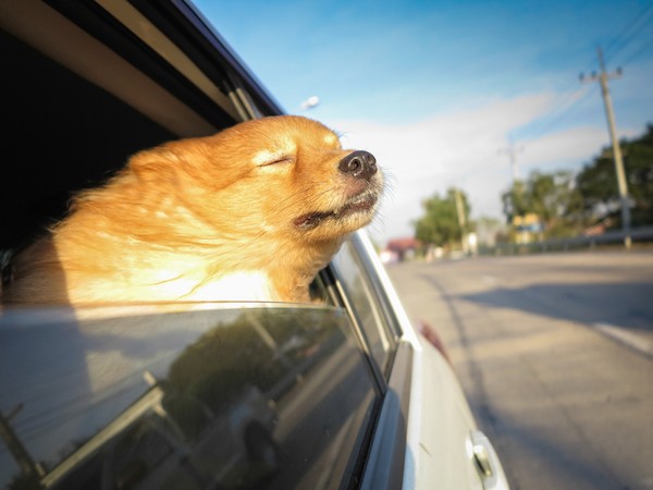 Dog with head hanging out car window by Shutterstock.