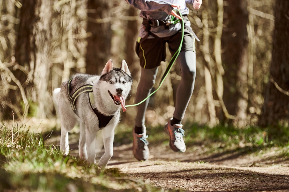 running man and Siberian Husky