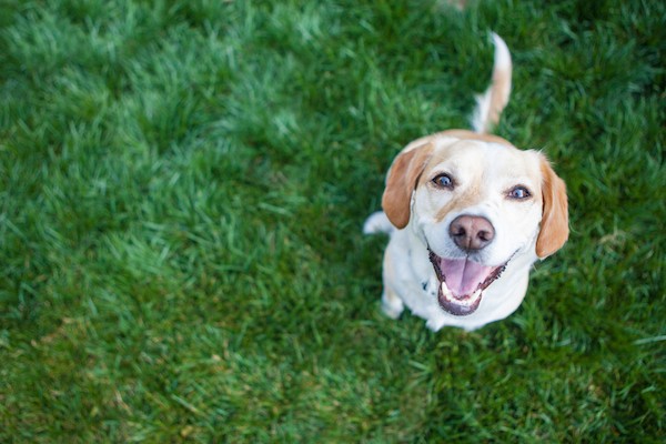 Set a potty schedule. (Dog outside by Shutterstock)