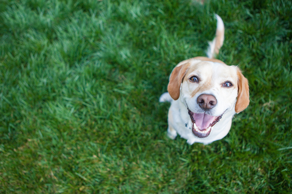 A golden retriever dog outside.