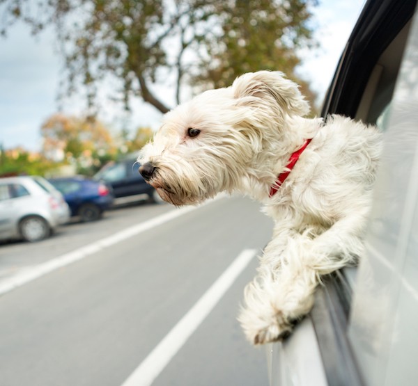 Dog hanging out car window by Shutterstock.