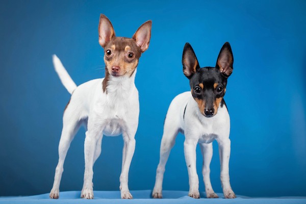 Toy Fox Terriers by Shutterstock.