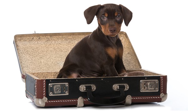 Puppy in suitcase by Shutterstock.