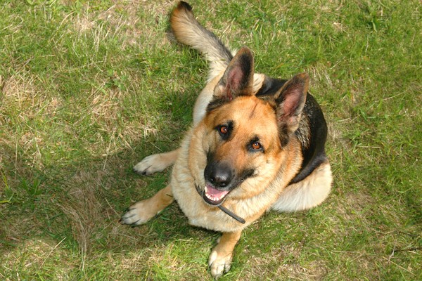 Who's a good boy!? (German Shepherd by Shutterstock)