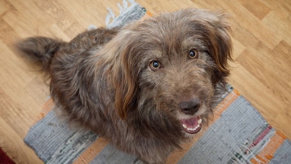 Begging dog by Shutterstock.