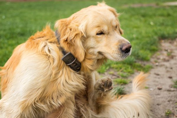 Golden Retriever itching.
