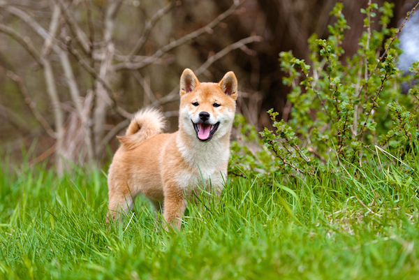 5 Dog Breeds With Curly Tails