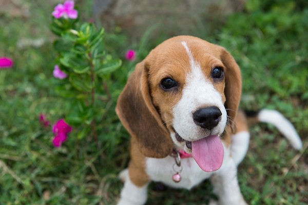 A beagle puppy.