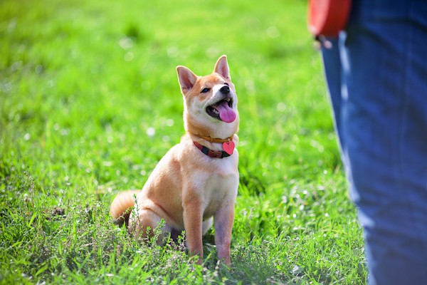 Sitting on command is an excellent behavior to teach your dog. (Dog sitting by Shutterstock)