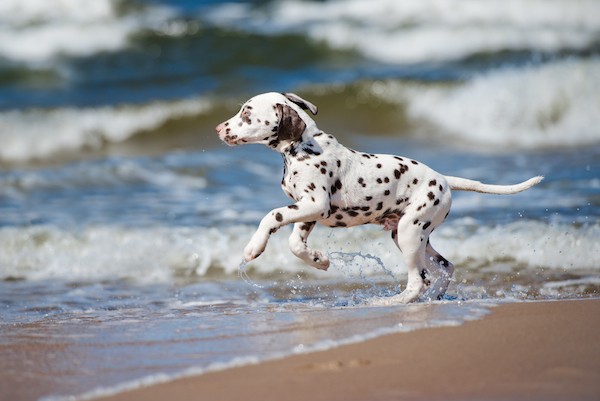 Dalmatian puppy on the beach by Shutterstock.