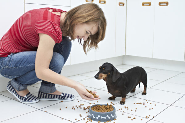 Woman feeding Dachshund by Shutterstock.