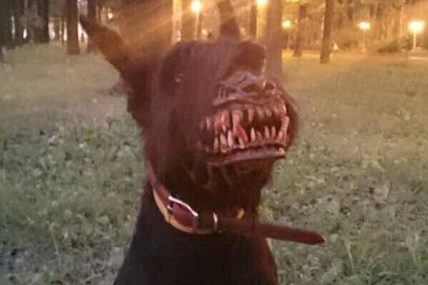 Dog with Zombie Muzzle