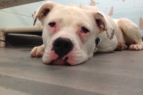 A sad pitbull in a shelter.