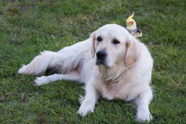 Bird sitting on a dogs back