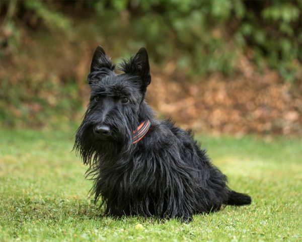 Black Scottish Terrier