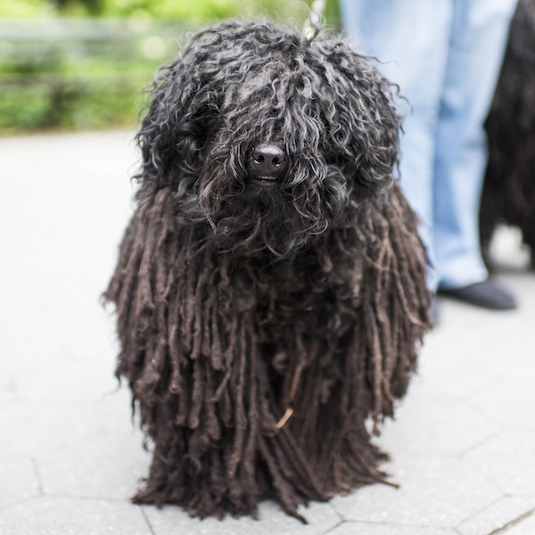 EliasTheDogist4