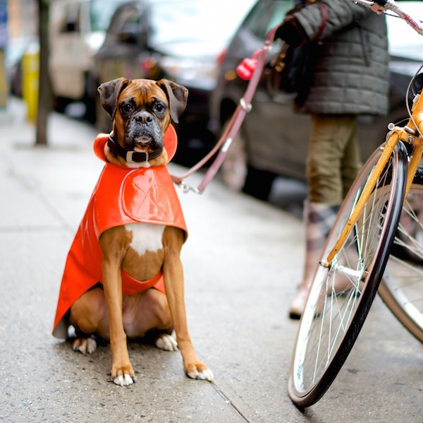 EliasTheDogist6