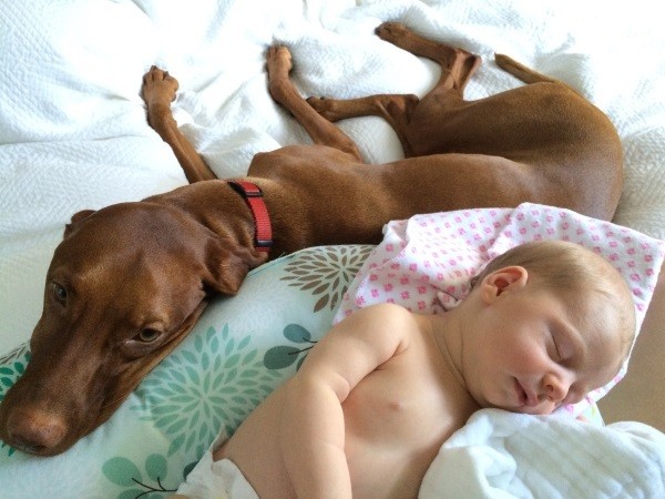 In all likelihood, Finley would have wanted to play tug with a hospital blanket that had my daughter's newborn smell on it. Can you blame her? (Photo by Whitney C. Harris)