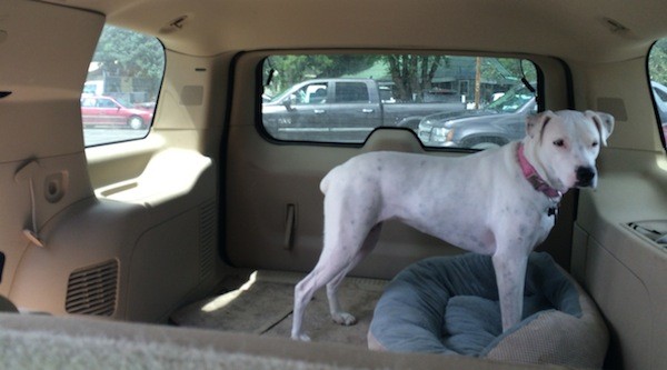 Gracie going for a ride. (Photo by Annie Phenix)