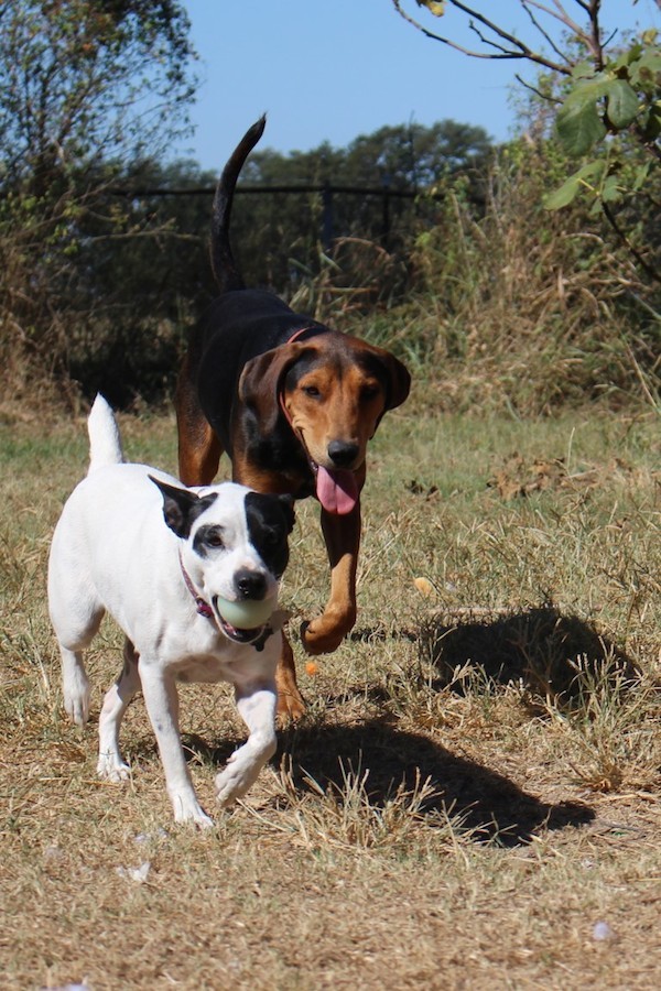 Mama Dog will drop the ball any minute now instead of bringing it back to me. (Photo by Lisa Seger)
