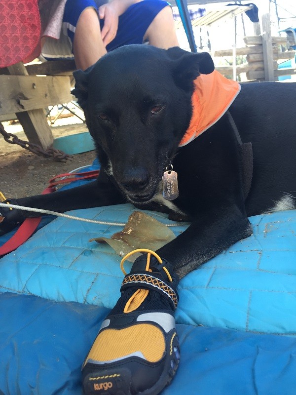 Riggins likes his shoes better when he is laying down eating a pig ear.