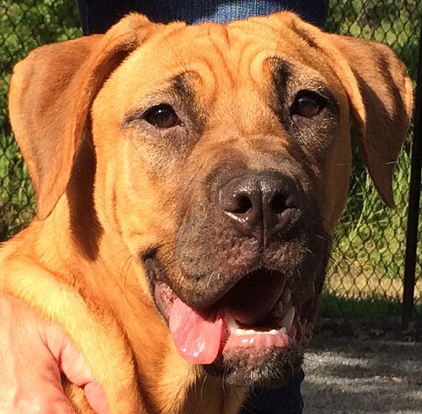 Mandy smiles for the camera out in the shelter play yard. How could anyone resist that face? Photo credit: Lisa Plummer Savas