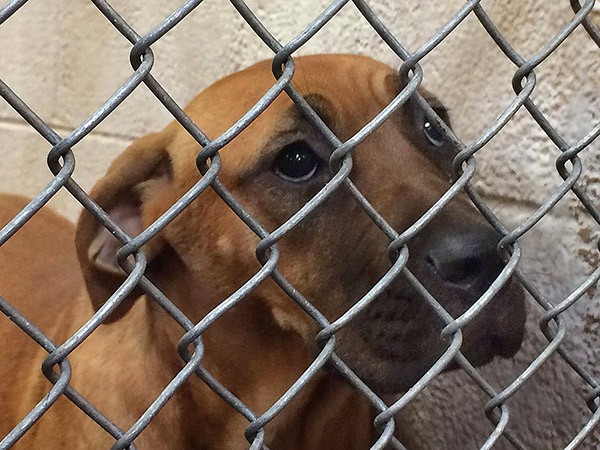 Mandy's heartbroken face before we left her at the shelter. I vowed right then and there that I would get her out. Photo credit: Lisa Plummer Savas