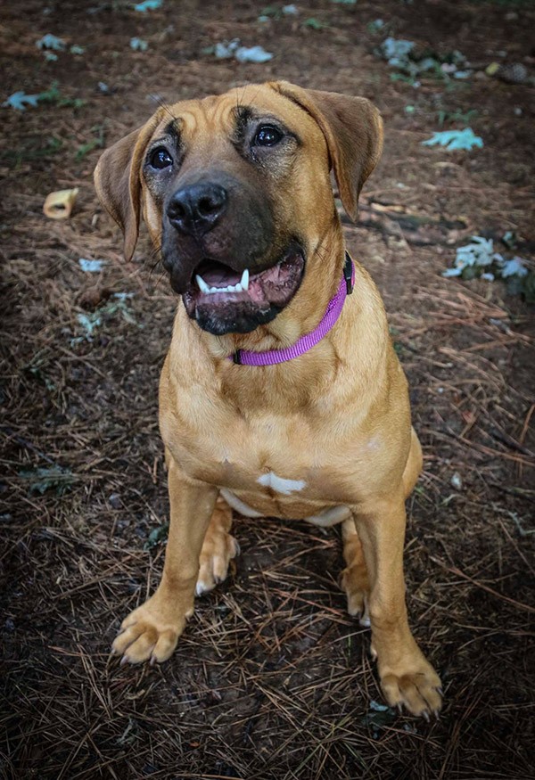 Mandy safe and sound in her foster home one week after her rescue. Don't you love that precious smile? Photo credit: Lisa Plummer Savas