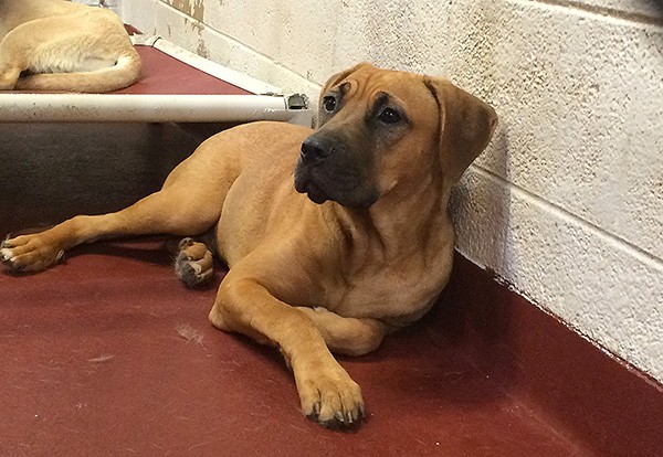 Mandy when I first saw her at the shelter. Evidently she had been found as a stray. Photo credit: Lisa Plummer Savas