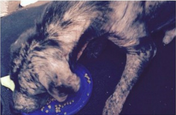 Mango had mange from head to toe. (Photo courtesy @thelovemollyfund on Instagram)
