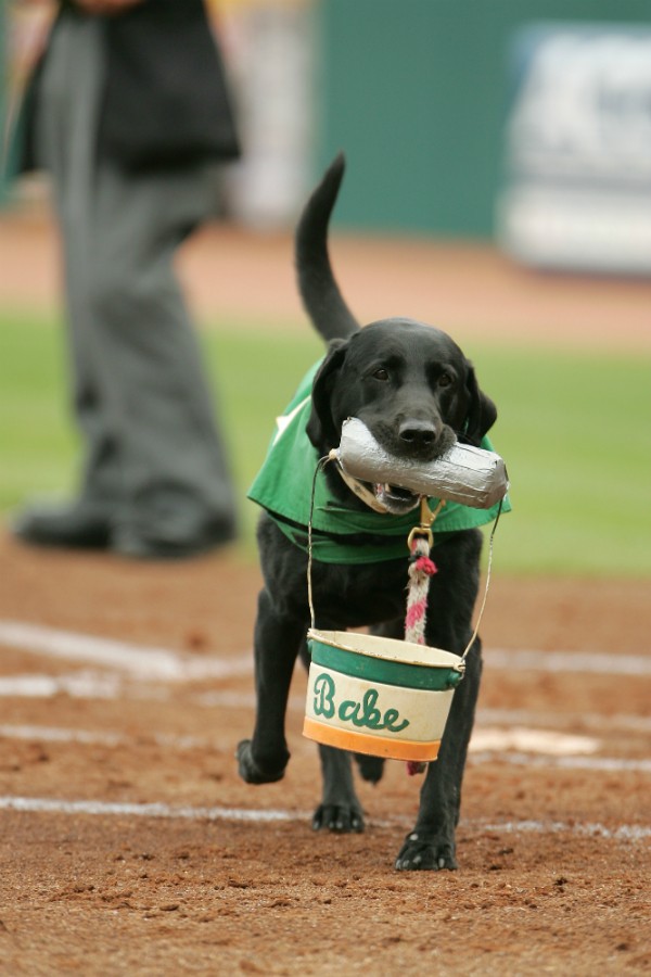 The handle had to be replaced a couple times, but Babe's bucket made it through her whole career. (Photo by Dano Keeney, courtesy Greensboro Grasshoppers)