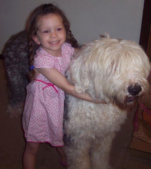 Pub the sheepdog was rescued by DPS from a high-kill shelter, where he went on to spend the next ten years as the best friend of Zara McCurry (Photo courtesy DPS)