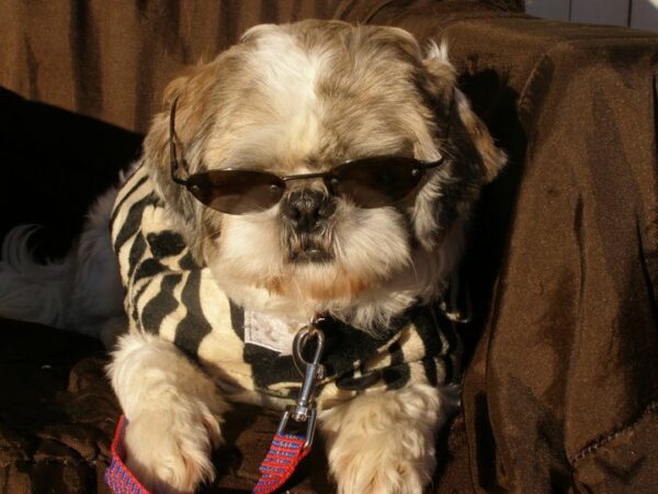 "Winston is blind but he doens't know, so we haven't told him yet" says DPS. (Photo courtesy DPS)
