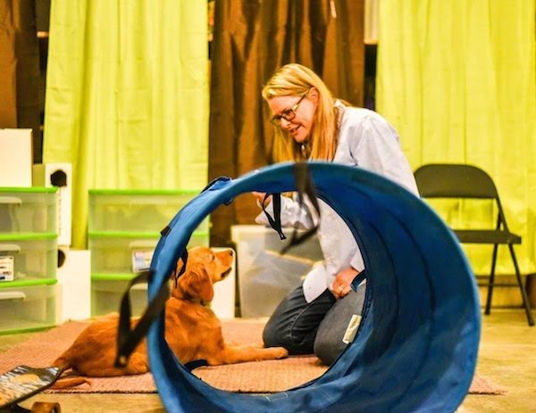 Engage your dog’s mind and body during the busy and often hectic holiday season. (Tica Clarke Photography)