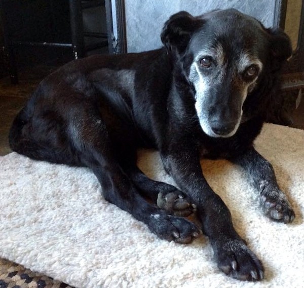 Bear spent his final days in a loving home. (Photo courtesy Old Friends Senior Dog Sanctuary)