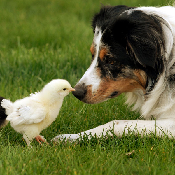 good dogs for working families