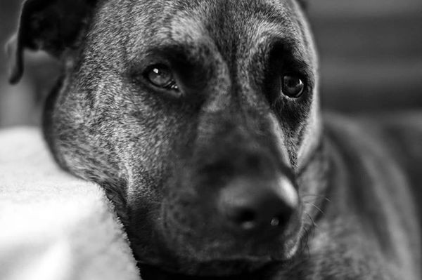 The very handsome Bocephus "Bo" Sullivan. Photo by G. Ray Sullivan