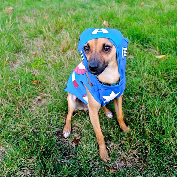 cutest dog halloween costumes