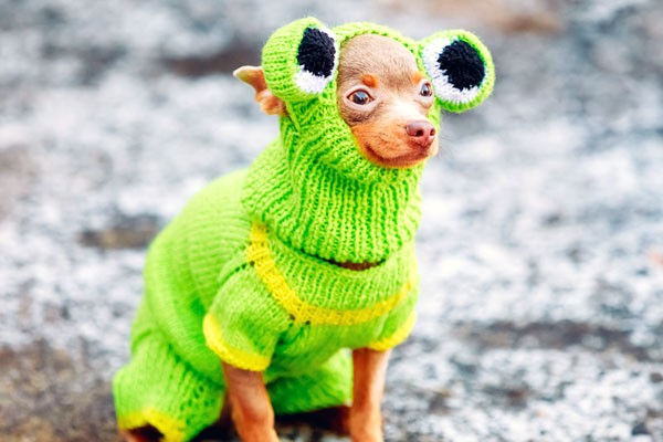 cutest dog halloween costumes