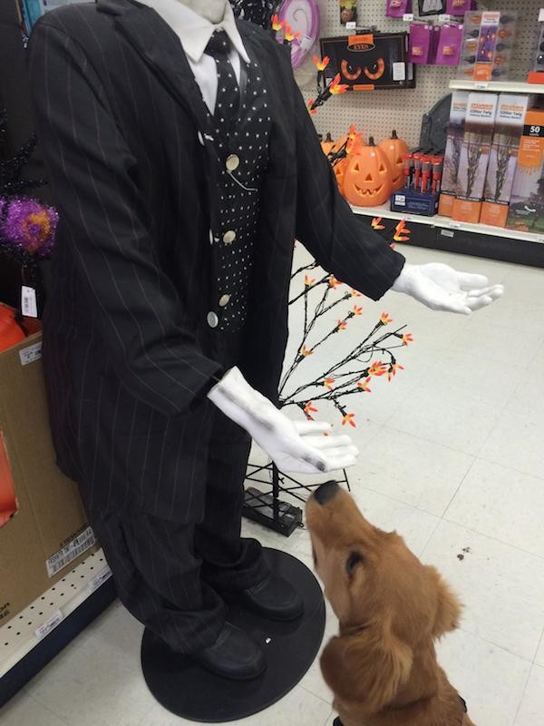 Holiday decorations can be a great way to socialize young puppies if done properly. (Photo courtesy Annie Phenix)
