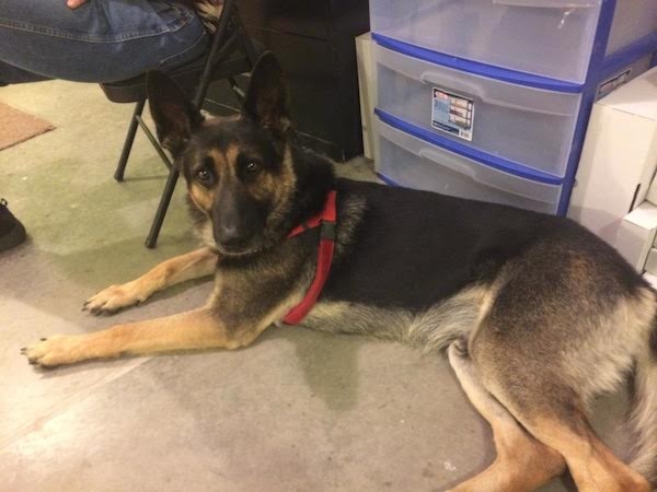 Carve out relaxation time during the holidays and don’t forget to do that for your dog as well! (Photo courtesy Annie Phenix)
