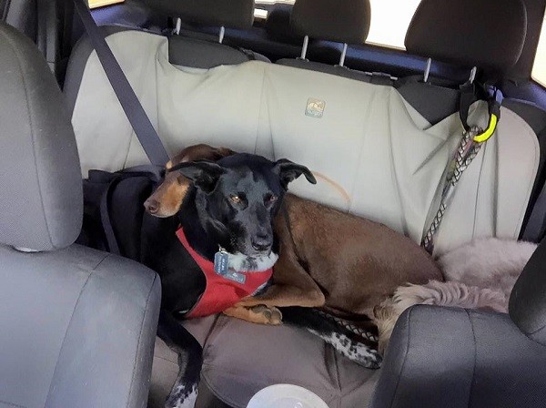 Riggins is a pillow for his good friend Shadow while sitting in HIS spot in the car. (Photo by Wendy Newell) 