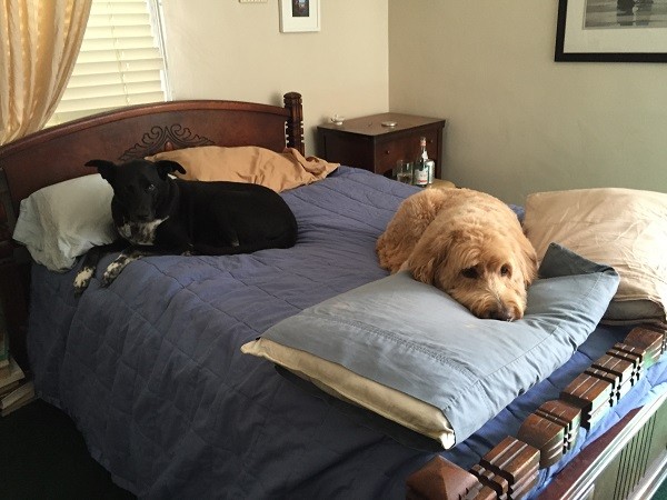 Riggins and Auggie share the human bed for a mid-day nap. (Photo by Wendy Newell) 
