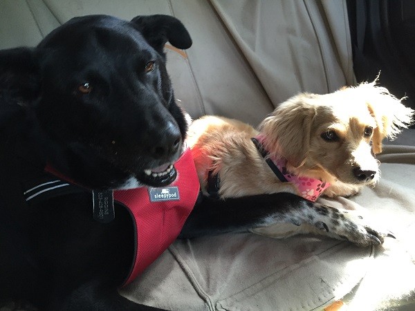 Riggins and his friend Sadie hold paws when they are in the car together. (Photo by Michelle Cramton)